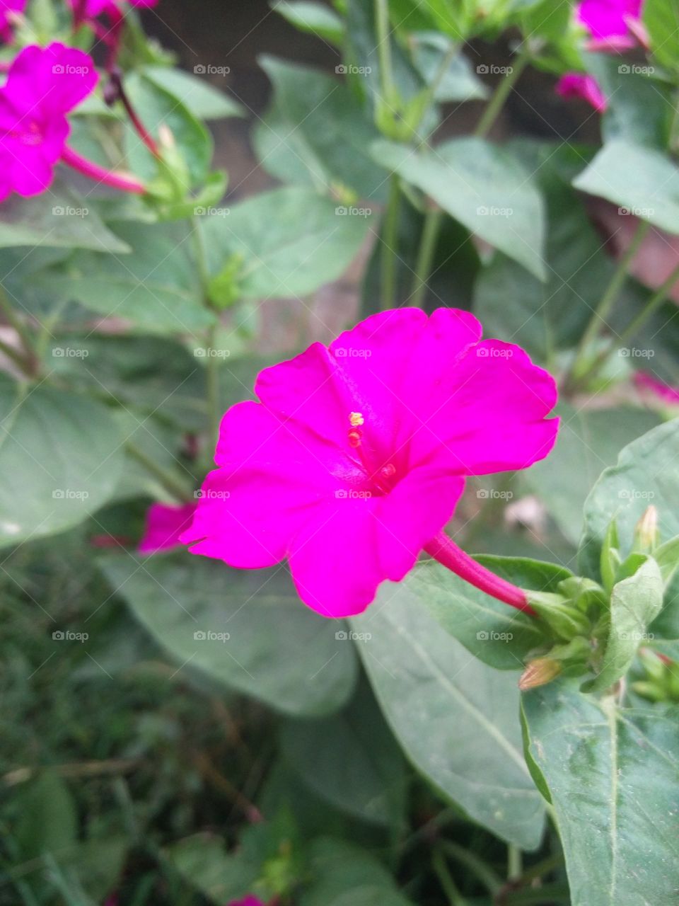 flower potraits flower lover blossoming trees amazing atmosphere environment clean and fresh Air amazing photography 📸 Muneeb bhat