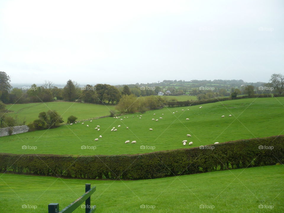 field, ireland