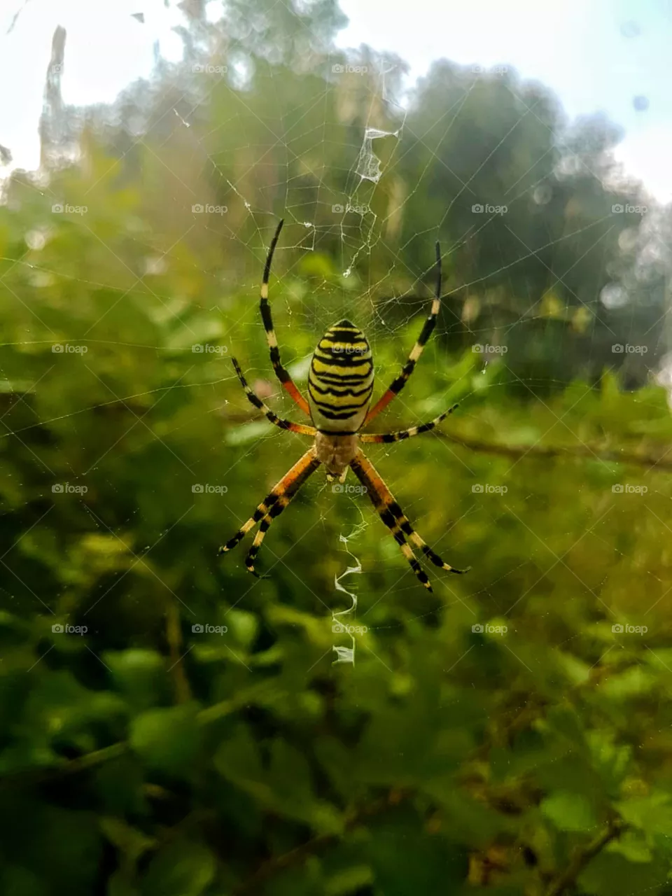 spider