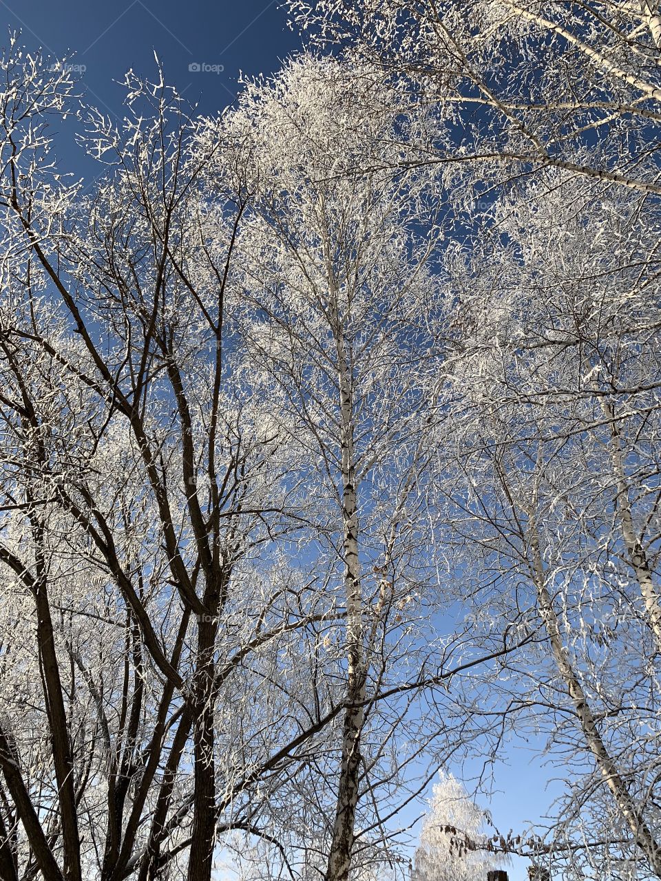 Trees in winter. The branches are covered with hoarfrost sparkling in the sun.