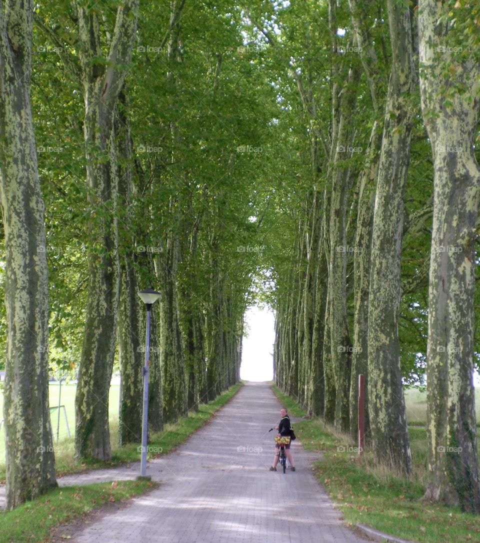 Tunnel of Trees