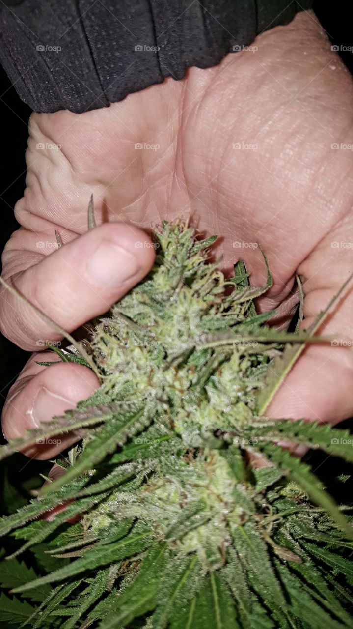 Medicine, Nature, Hand, Leaf, Flora