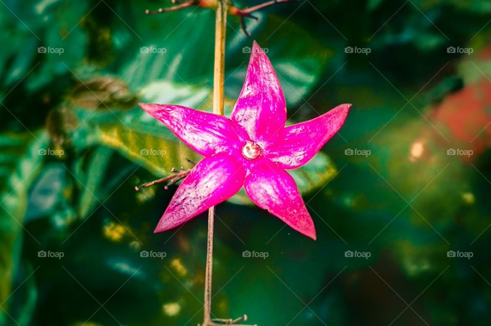 blooming natural flower