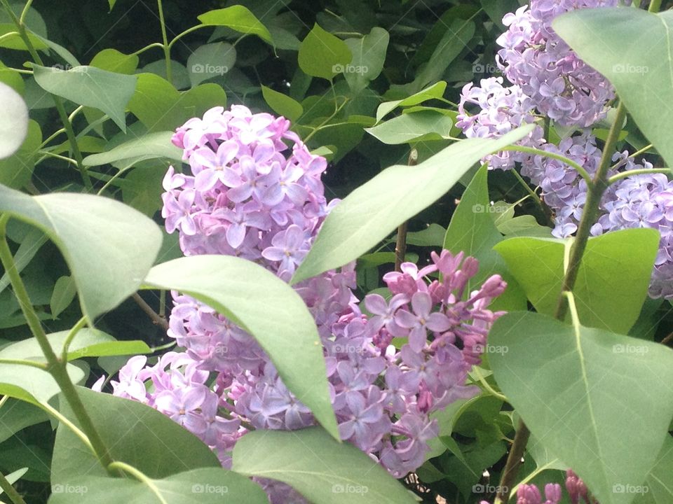 beautiful lilacs in full bloom