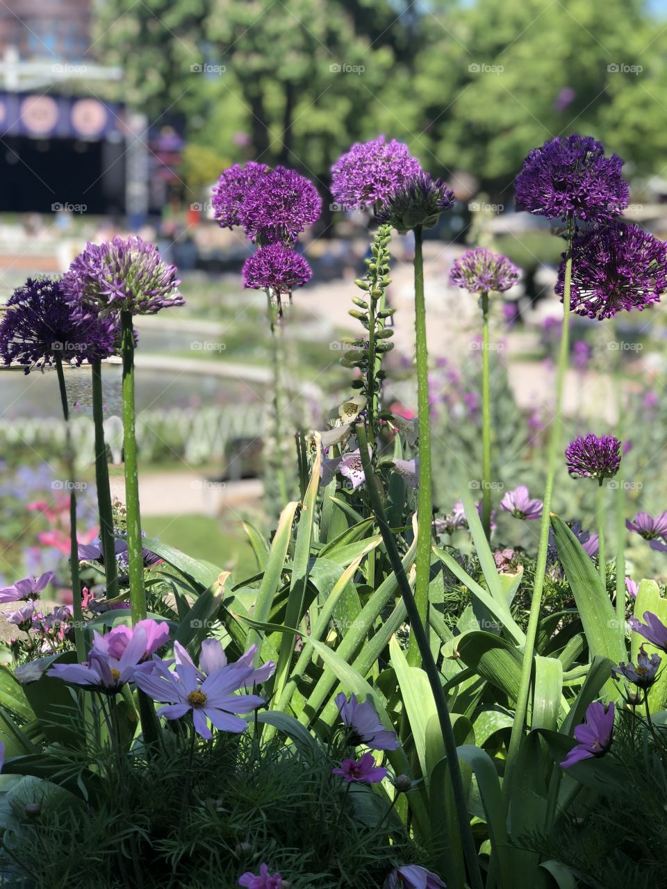 Beautiful purple flowers in a garden