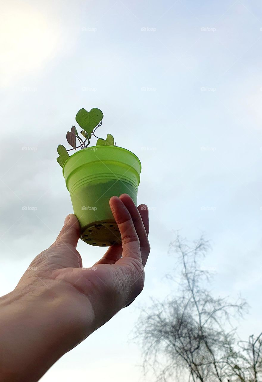 Growing Heart Shaped Morming Glory in Pot