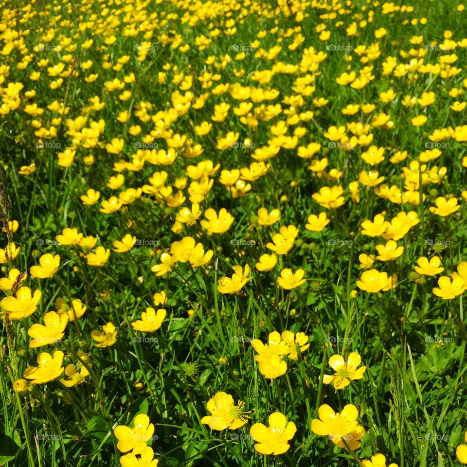 Buttercups