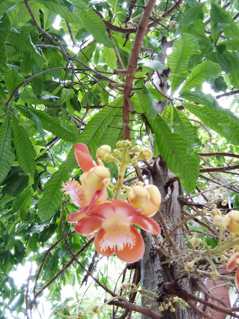flower
sala tree
thailand