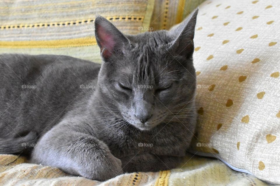 cat spending time on the sofa