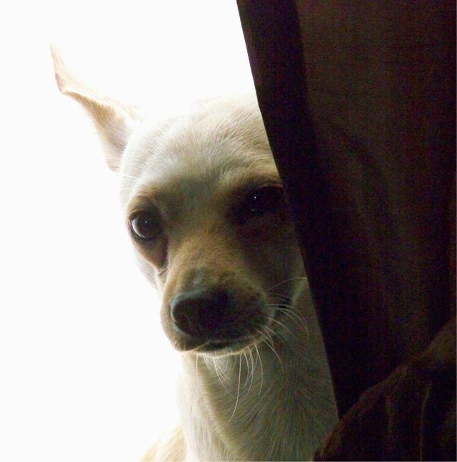 Nosey Chihuahua
