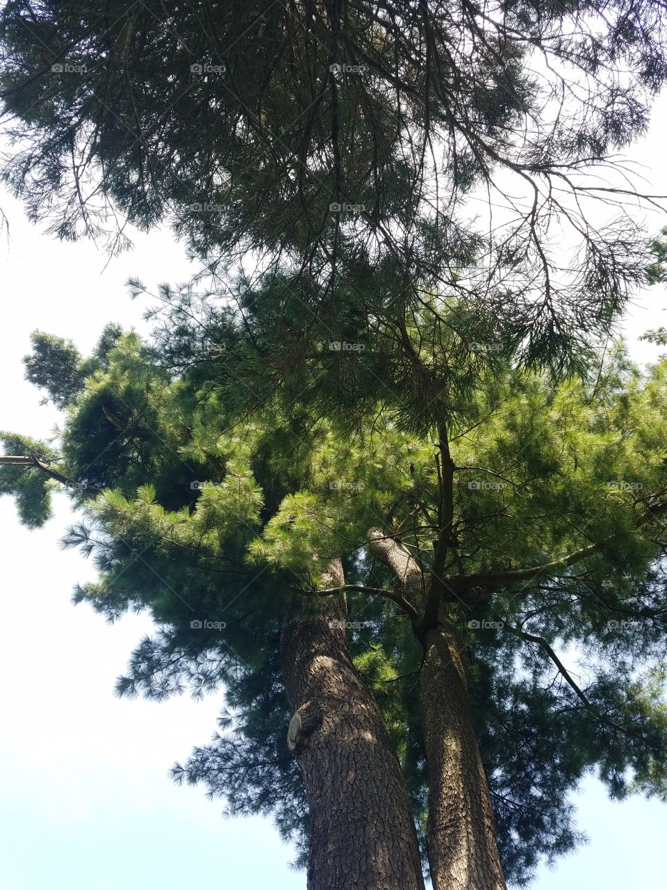 Planting Fields Arboretum State Park, Oyster Bay, NY - August 2017 - Taken on Android Phone - Galaxy S7 - Exploring the Grounds on a Lazy Sunday near the end of Summer