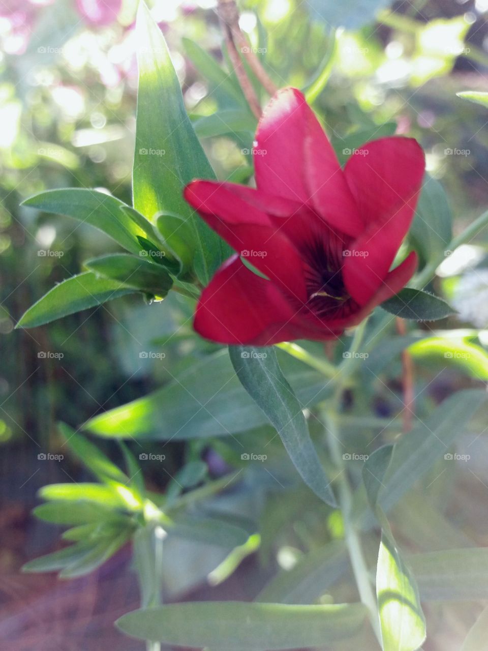 red flower backlit