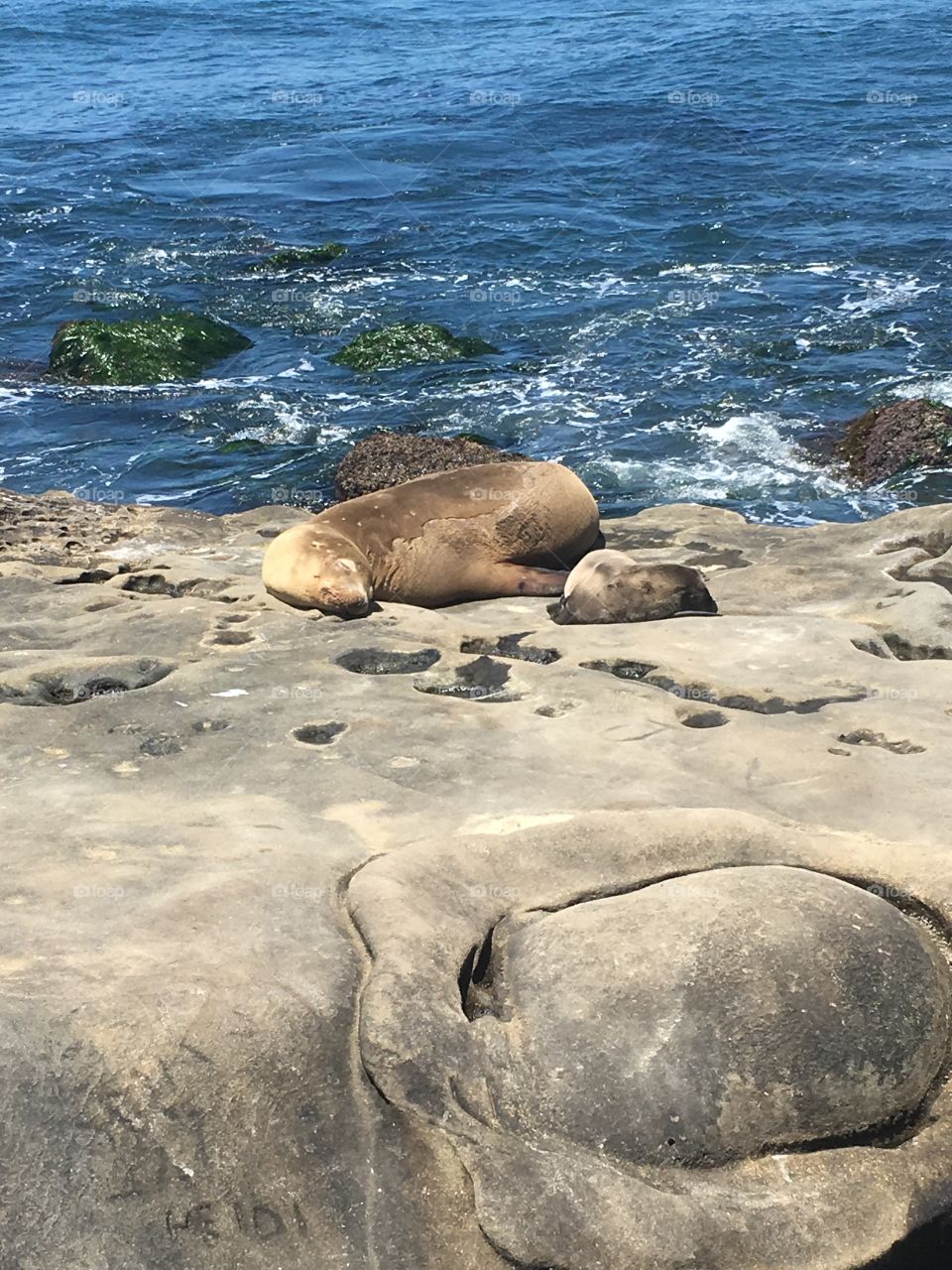 Mother sea lion with its cafe.