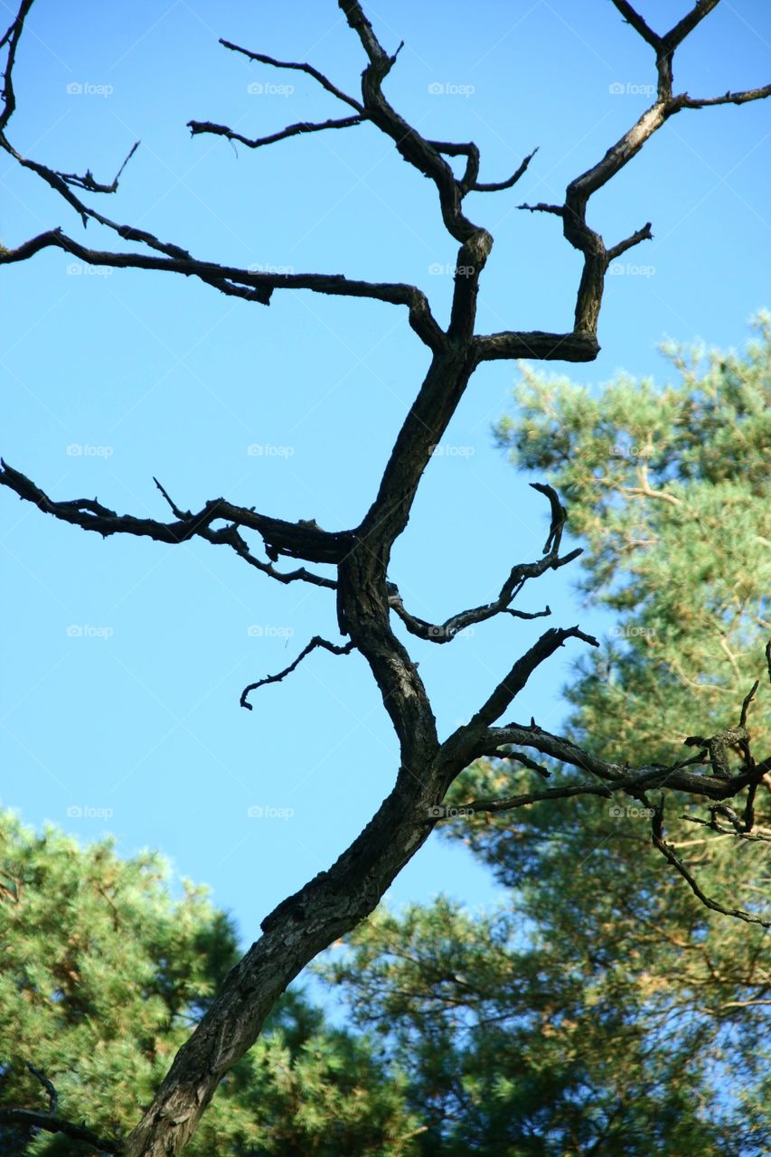 tree without leaves with blue sky