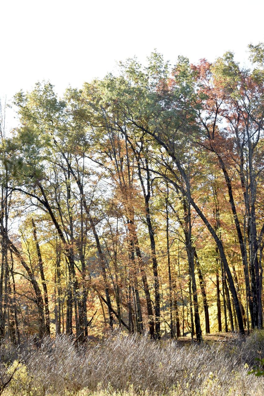 Fall trees standing tall in the forest