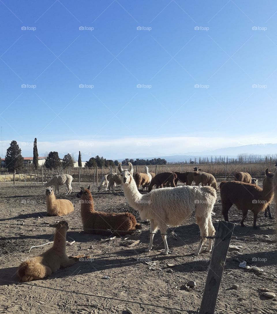 llamas andinas en zona rural