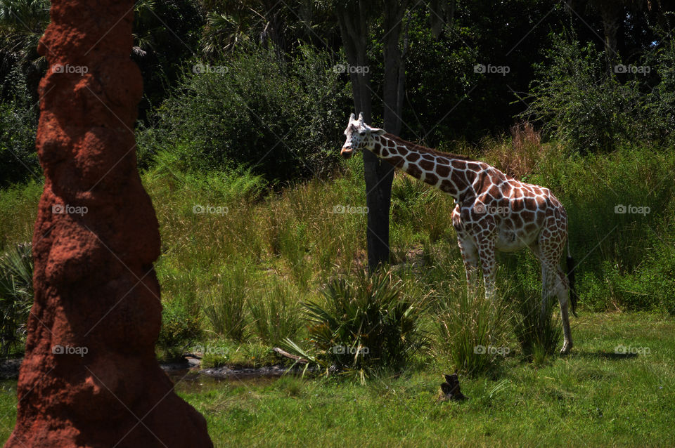 Safari trek; hiding behind the termite mound