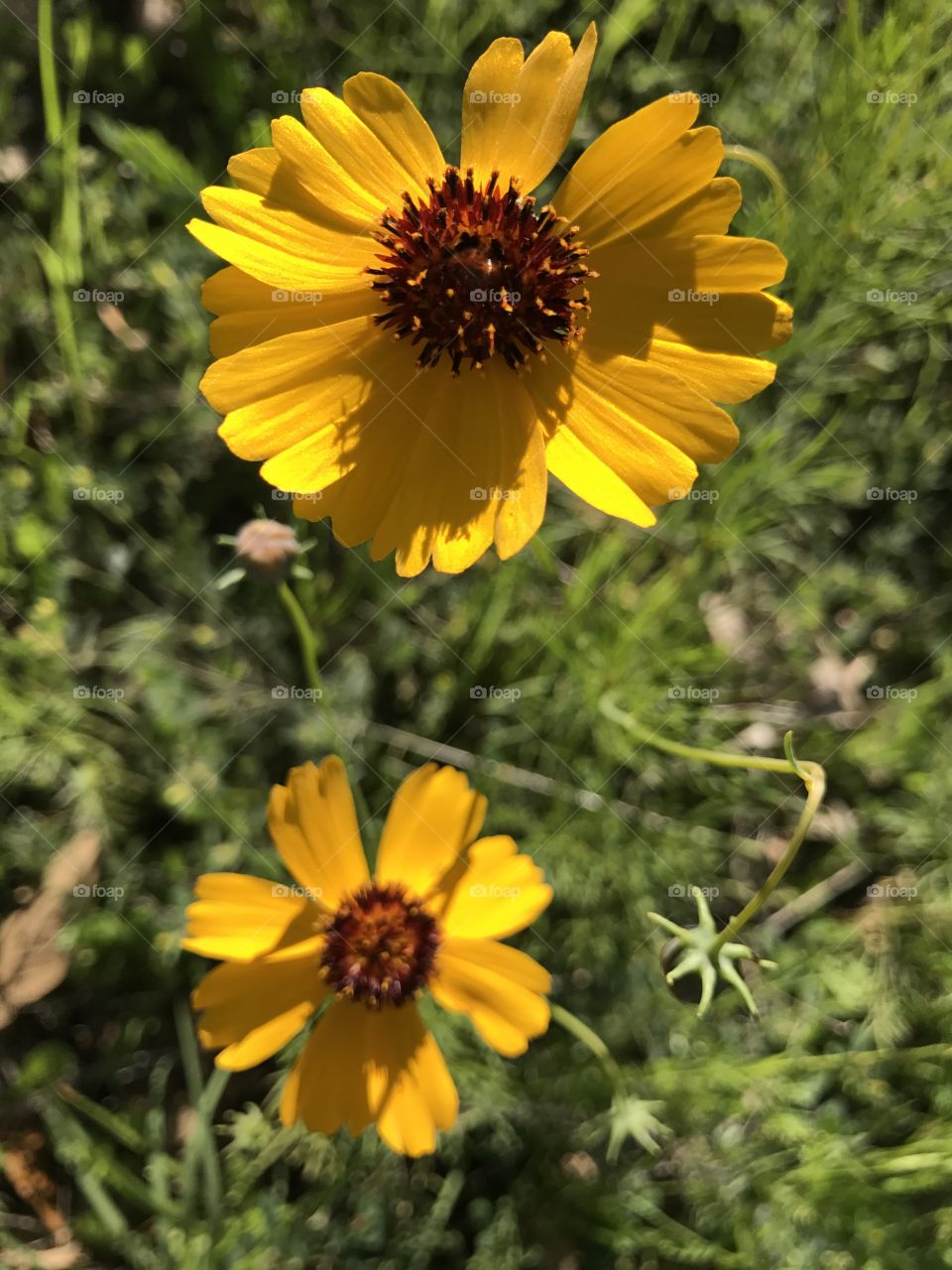 Little summer flowers