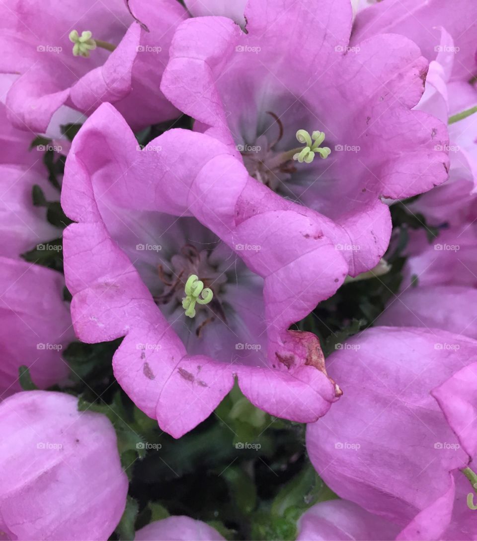 #Flores que embelezam nossa timeline: #Campanula! São #pétalas em formato de copinhos, dando uma colorida na Web.
#Jardinagem e #Fotografia são nossos hobbies. 