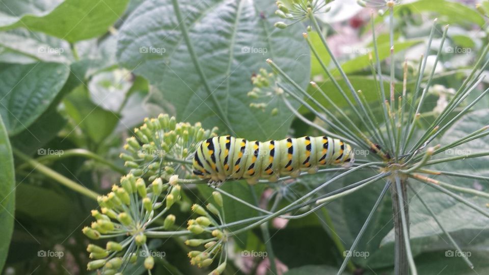 tiger swallowtail butterfly worm on dill