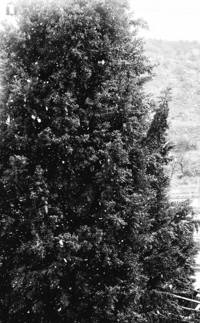 winter with pine trees