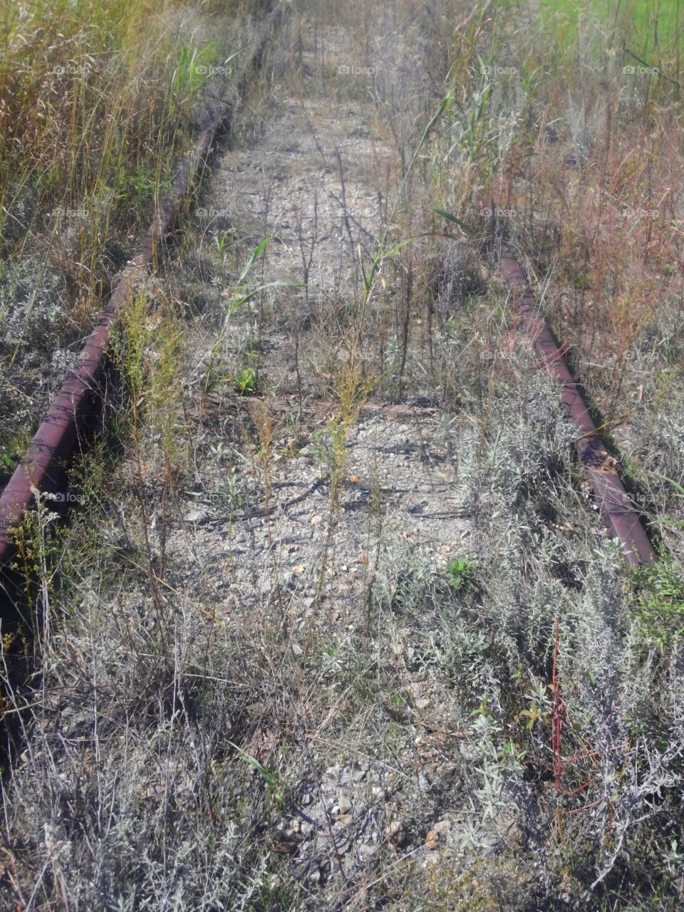 Abandoned RR Tracks