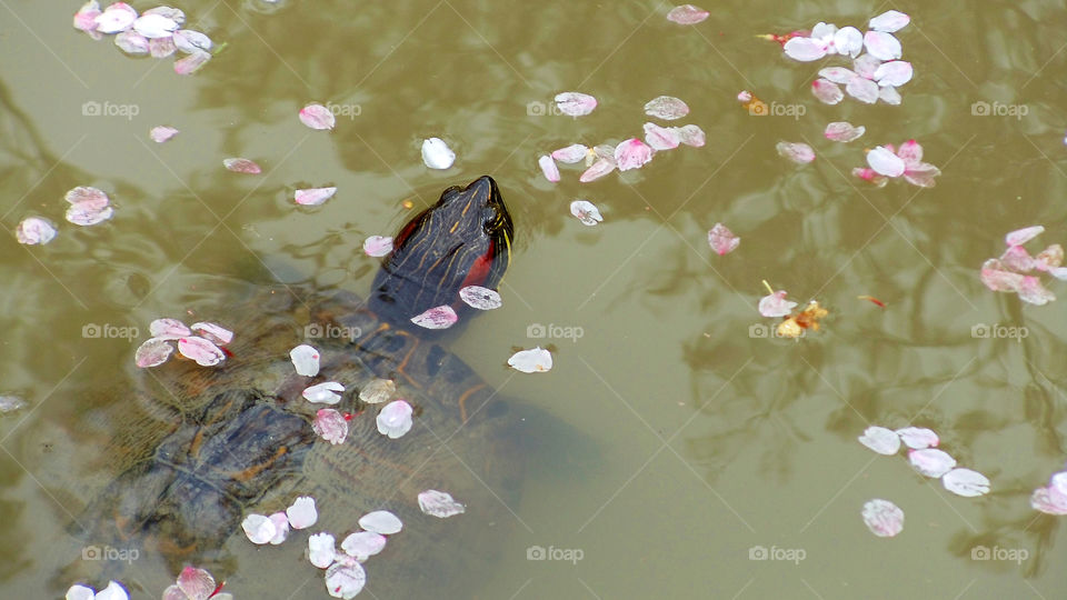 Turtle in Pond with Cherry Blossom Petals