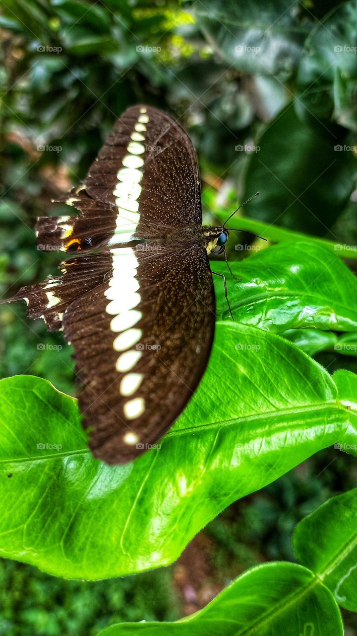 A beautiful butterfly sitting on an orange leaf