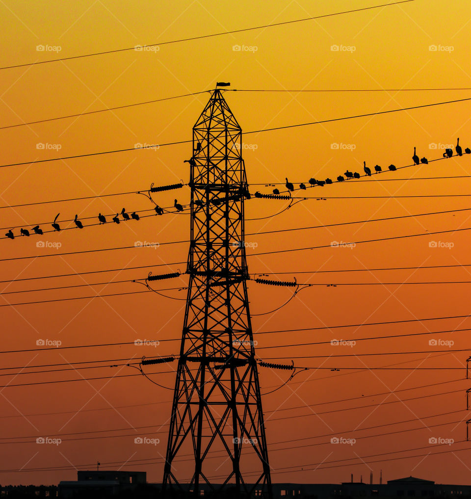 A beautiful and eye plucking story of the flock ofspot billed pelican on the wire of high current cables