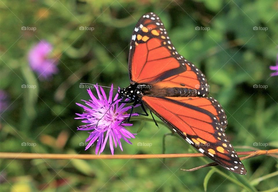 Butterfly on Flower