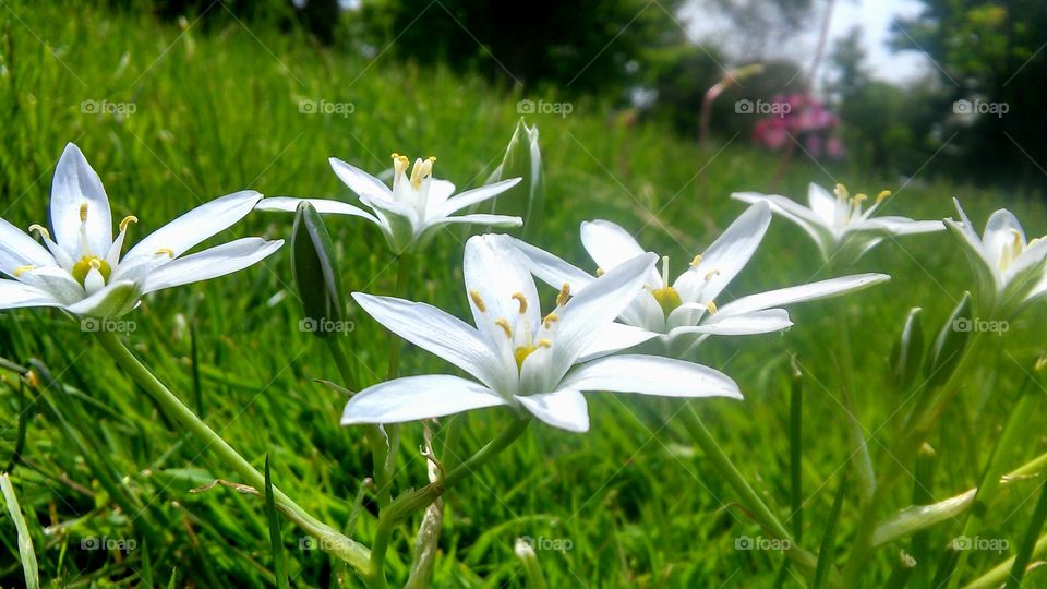 Flower, Nature, Garden, Grass, Flora