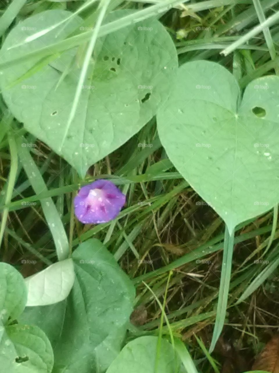 a purple morning Glory as it still shows up in the afternoon. On a cloudy day of rain in the sky.