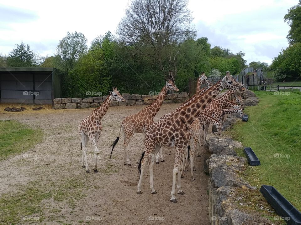 Feeding time for Giraffes, Longleat