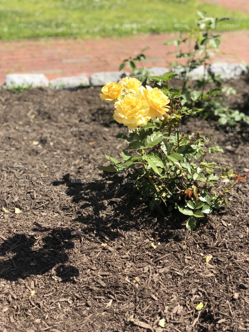 A new rose, ready to leave its beautiful mark on this planet. Taken in Providence, RI. 