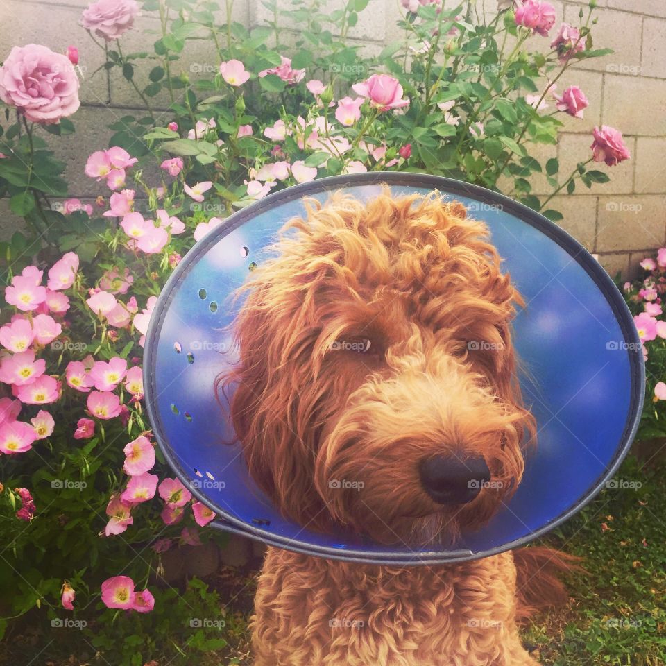 Cone of shame