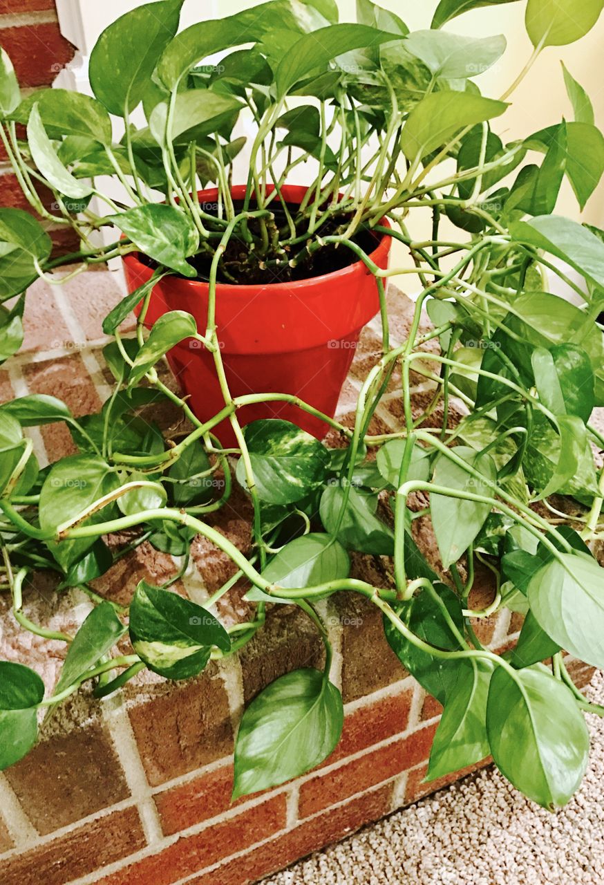 Plant in Red Pot