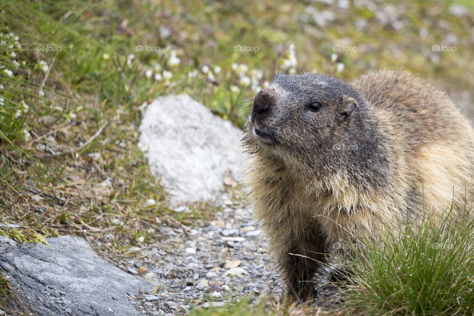 Brown beaver on grassy land