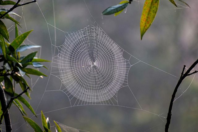 Spiders web; nature’s engineering