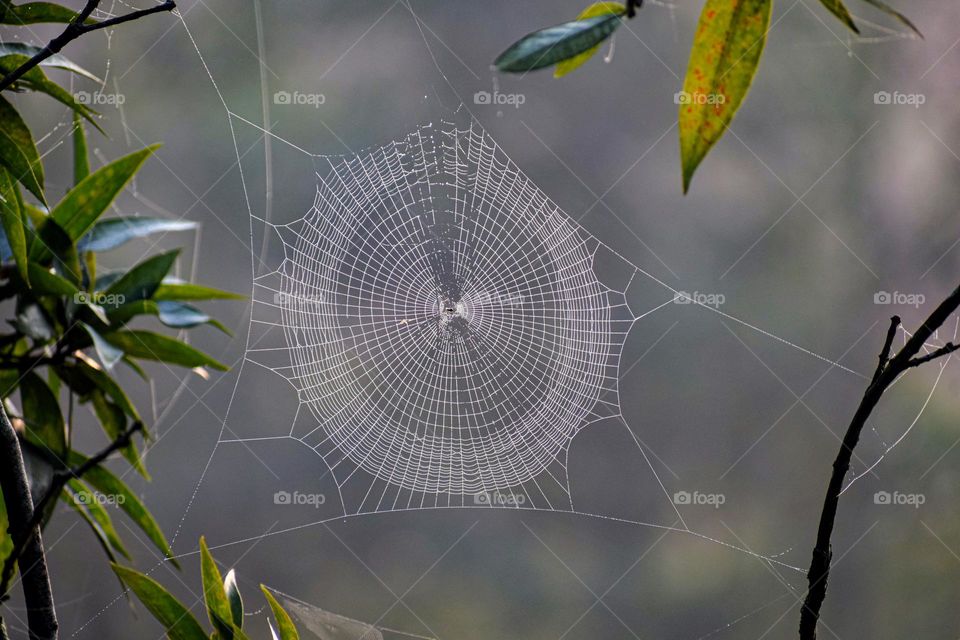 Spiders web; nature’s engineering