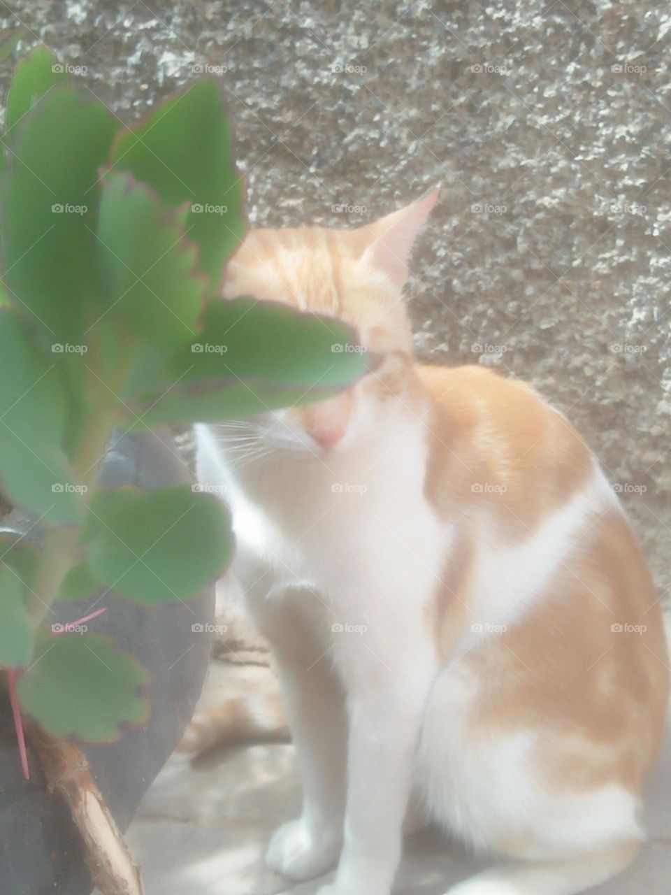 Beautiful cat looking at camera.