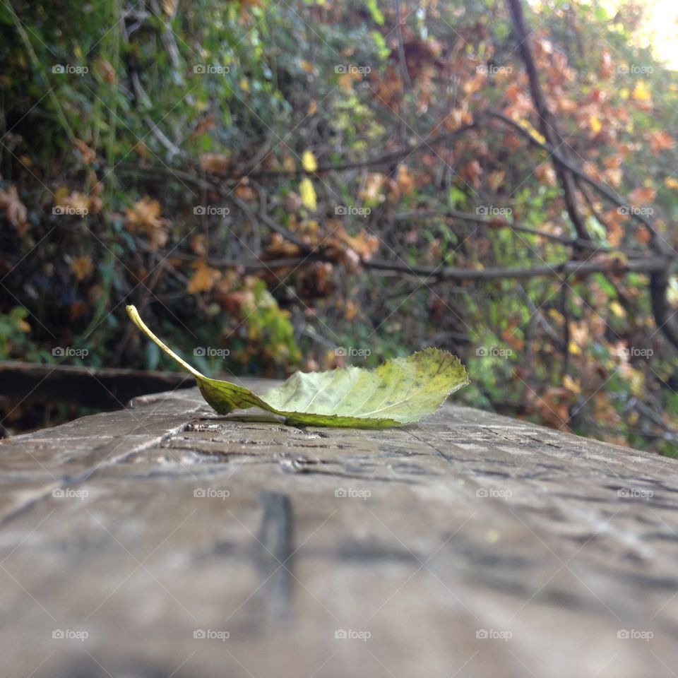 Leaf at Grotto in Billie Park