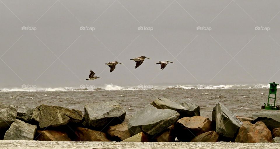 Four pelicans trying to fly in high wind