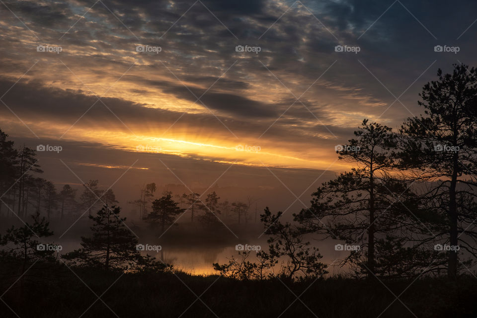 Summer morning to lake. Forest. Swamp. Summer.