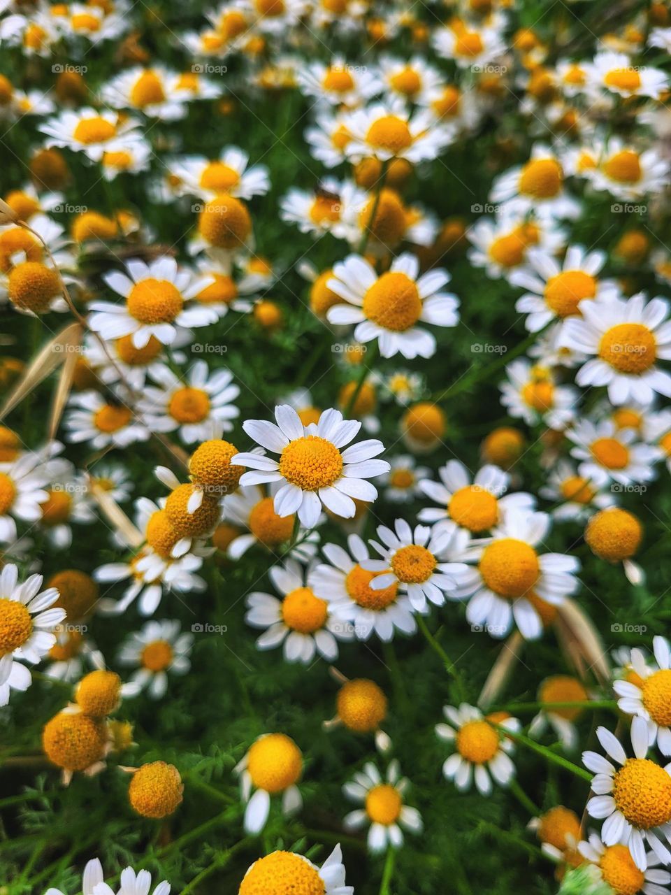 chamomile in green grass close up