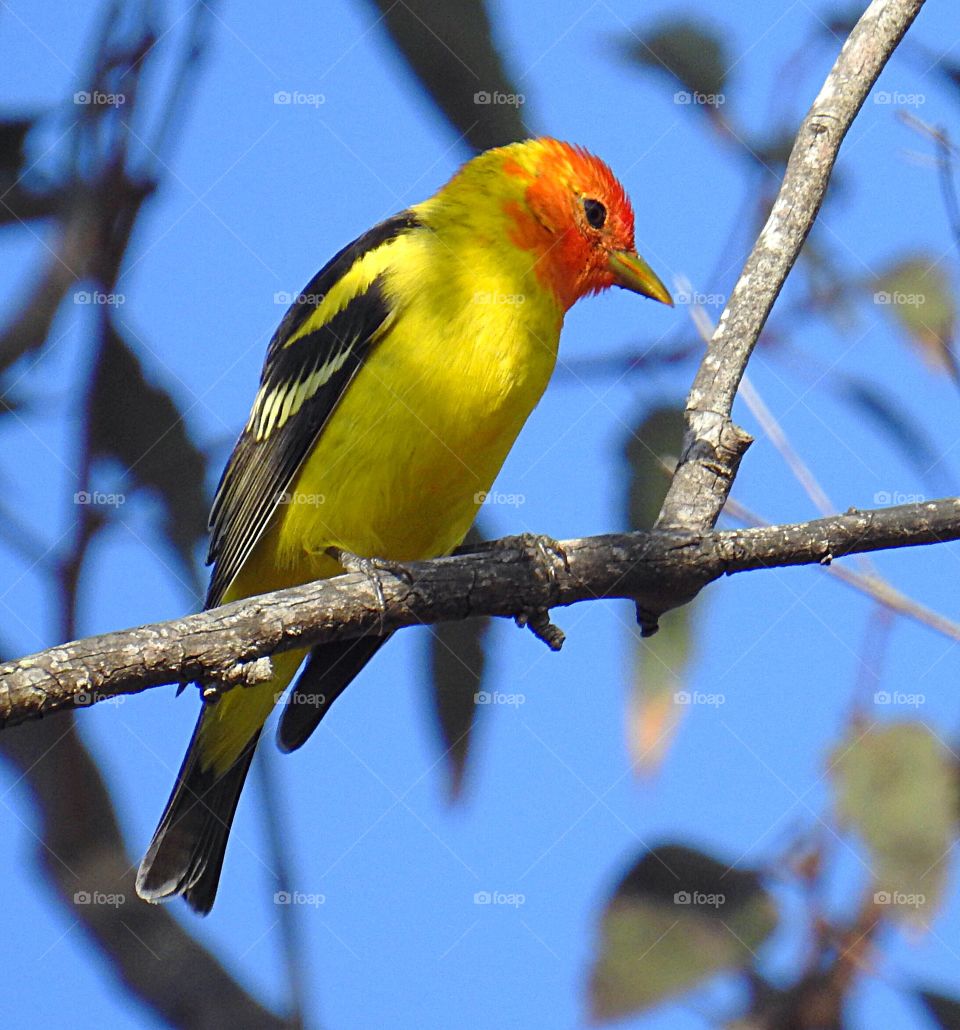 Bird-yellow Warbler