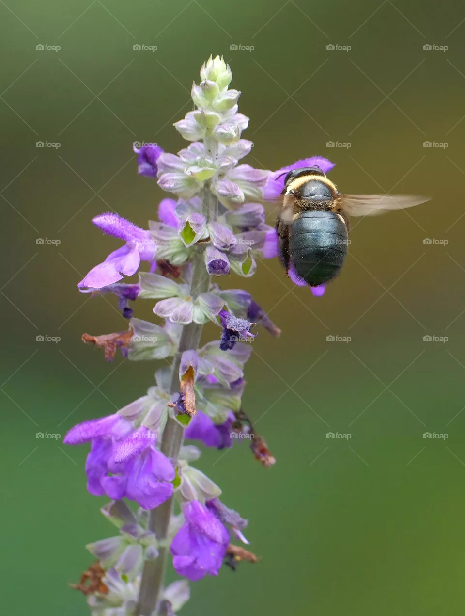 Black bee