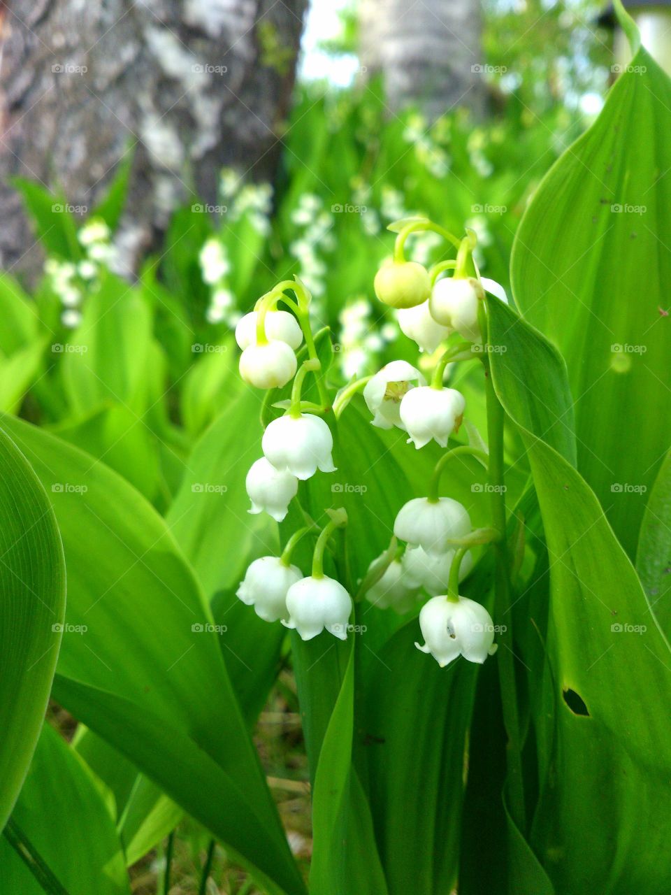 Lilies of the valley