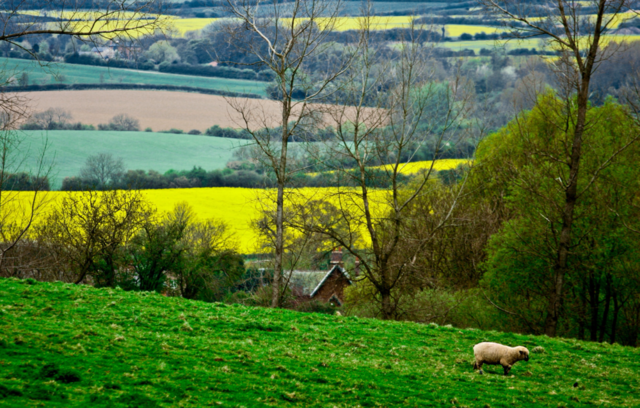 spring fields seasons english by maapu