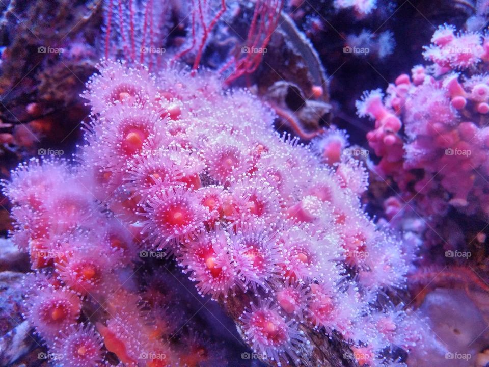 Pink anemone