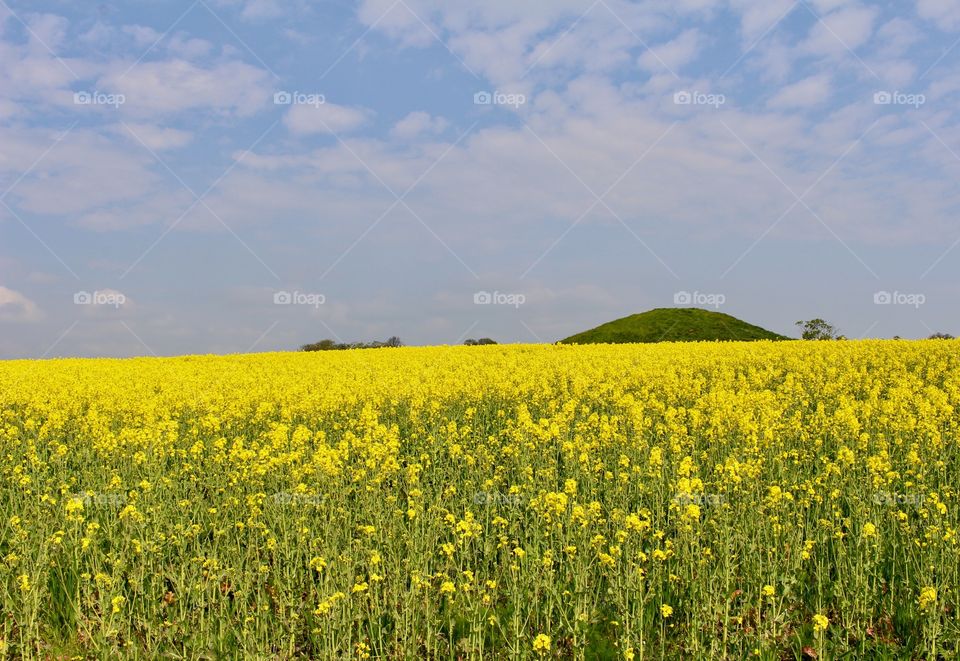 Skåne landscape, Sweden.